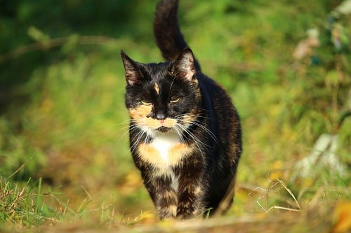 um pato de animais Gato tricolor dando um passeio nos arbustos