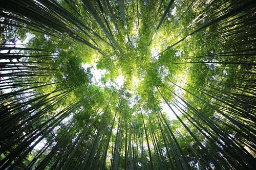Floresta Bambu