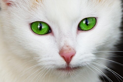 Lindos intensos olhos verdes felinos