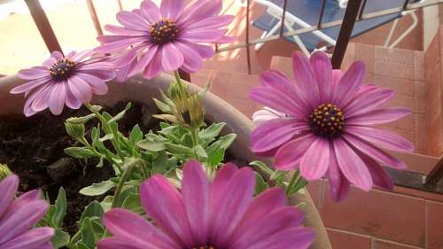 gerbera gerberas rosa