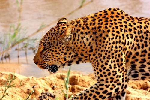 leopardo Leopardo
