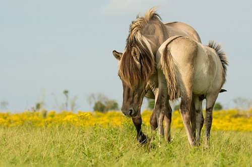 dois animais Cavalos no campo