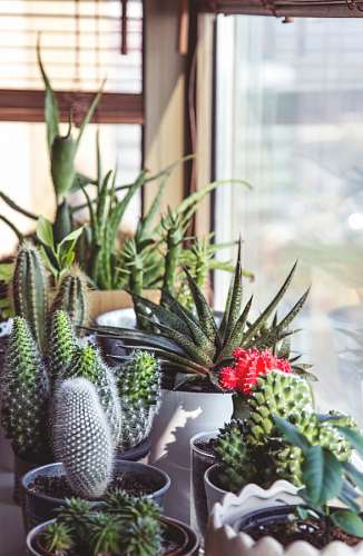 Jardim de cactos
