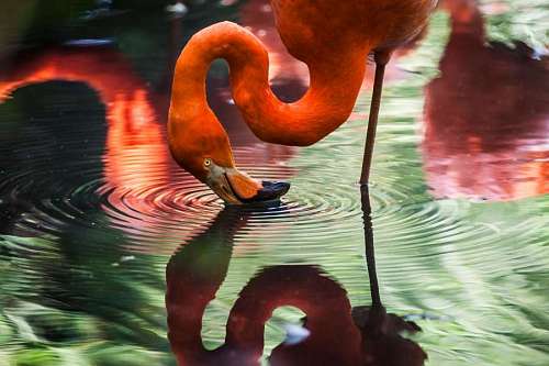 papeis de parede 4k Flamingo rosa