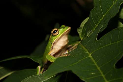 venenosos Sapo na selva