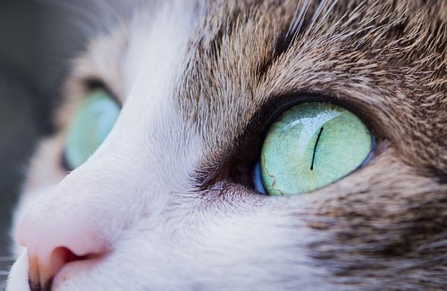 Olhar felino verde amoroso