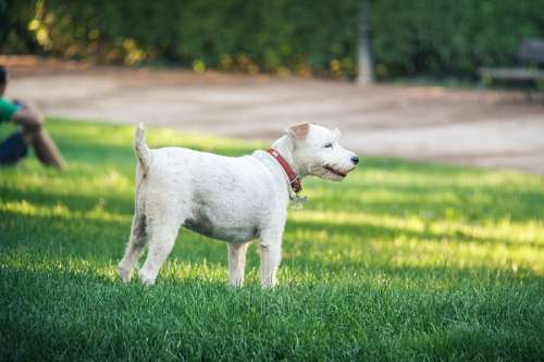 animal, branco, parque, cães, verde, terrier,