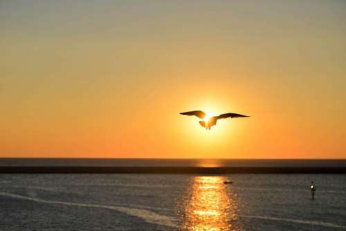 gaivotas Gaivota ao pôr do sol