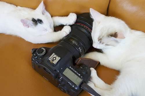 poltrona gatinhos com câmera fotográfica