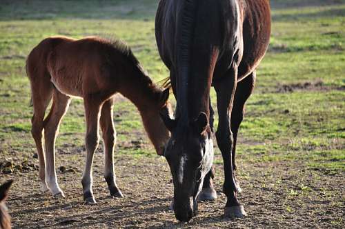 dois animais Horse