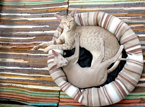Gatos tailandeses descansando na cama do animal de estimação