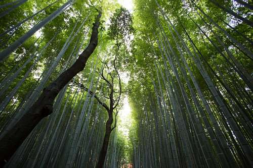 Floresta Bambu