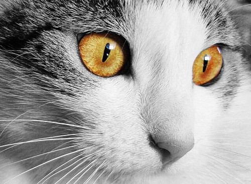 papeis de parede 4k Lindos olhos amarelos olhar