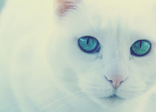 Gato albino doce com olhar verde vibrante