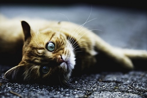 Gato olhando torto no asfalto