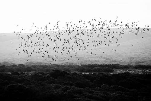 migracao Bando de pássaros