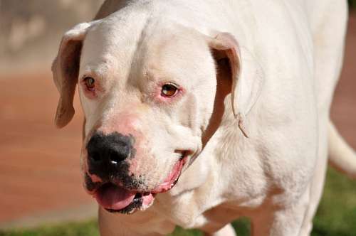 buldogue Buldogue Argentino