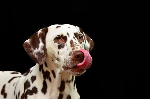 Cachorro dálmata marrom lambendo com fundo preto