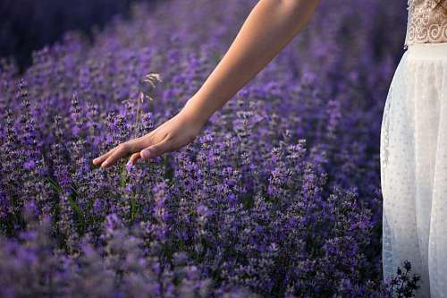 aromatico 