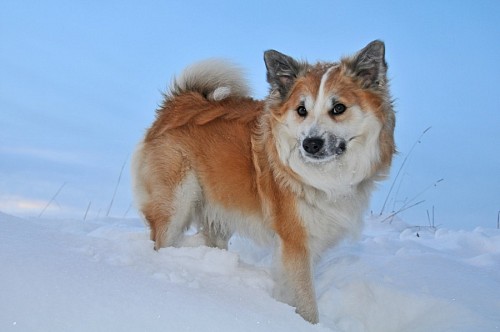 agradavel Cão pastor islandês na neve