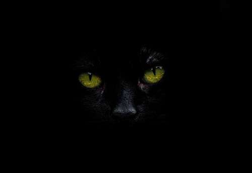 olhos verdes Olhos de gato preto