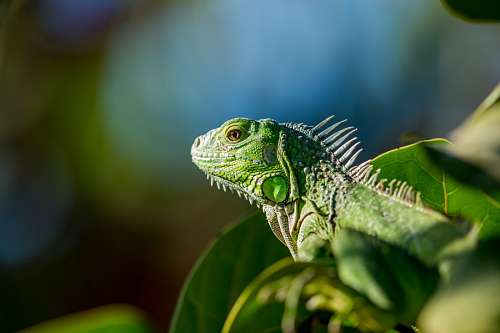 Banhos de sol de iguana