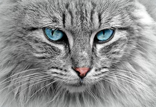 protetico Gato cinzento com turquesa olhar profundo