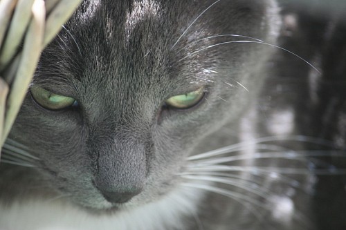 gato enrugado Gato cinzento com olhar desanimado