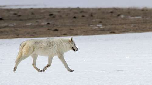 lupa Lobo polar