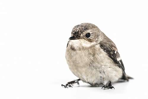 cinzento Bird