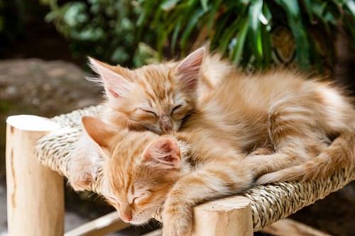 Gatinhos ficando quentes