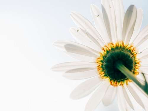 inferior Flor