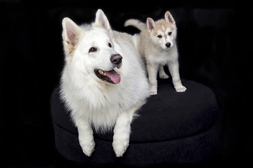 Cachorro siberiano, com, dela, filhote cachorro, em, producao fotografica