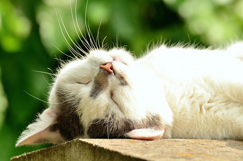 Lindo gatinho descansando no porta-malas