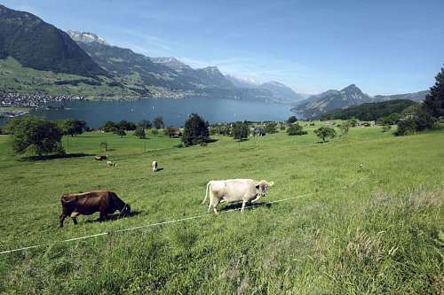 suica Vacas suizas: los ganaderos suizos se ganan la vida con su ganado.