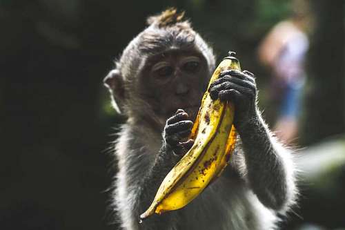 Macaco comendo banana