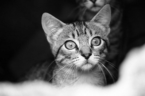 Gatinho preto e branco para papel de parede