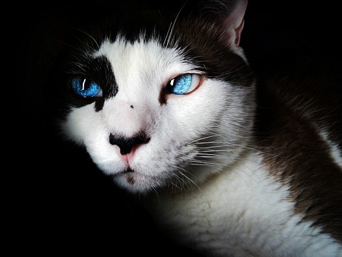 gatinho gato de bebe Olhos de gato azul intenso para papel de parede