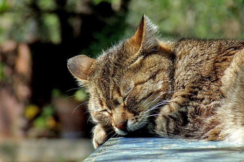 Gato dormindo
