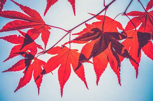 folha de bordo Folhas de bordo vermelho