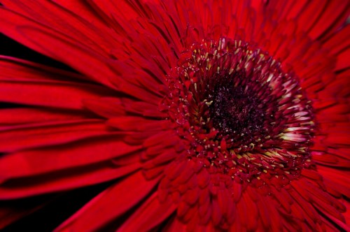 gerbera Macro Gerbera Vermelha