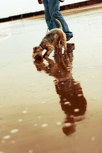 jam Cão na praia