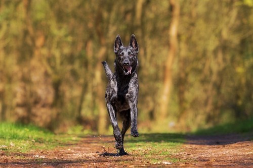 Adorável cachorro preto correndo no campo