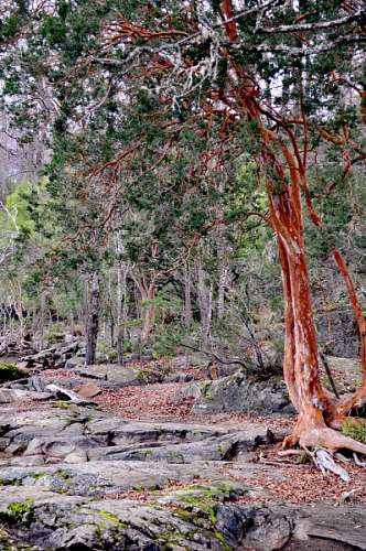neuquen treean, árvore, árvores, patagonia, neuquen, argen
