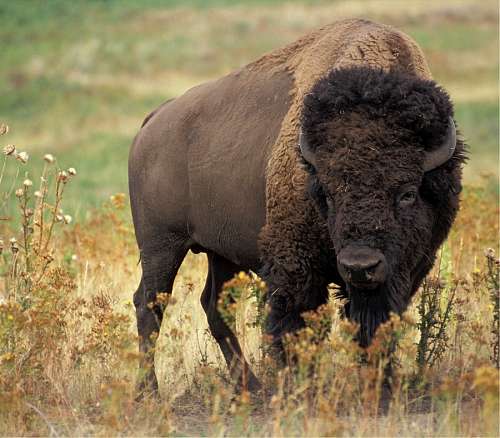 bufalo Búfalo