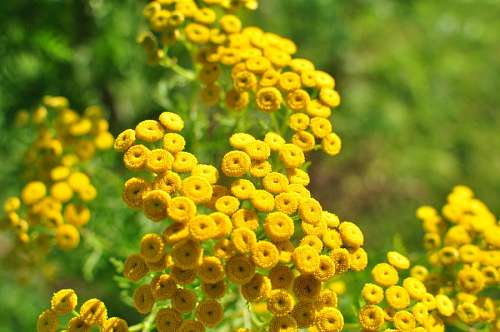 flor, flores, amarelo, natureza, fundo, backgro