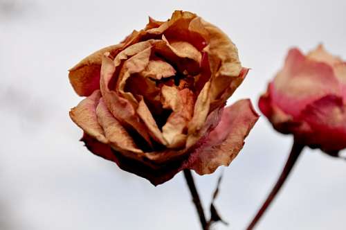rosa, seca, seca, rosa, inverno