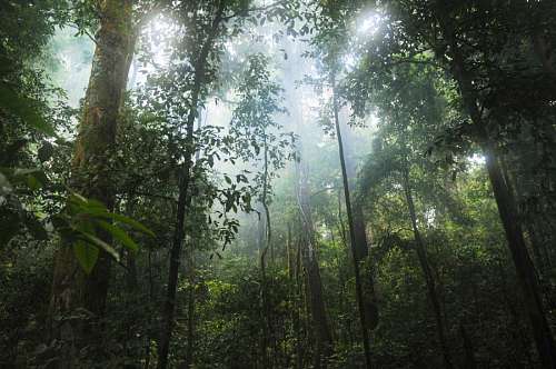 Selva