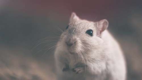 rato Mouse