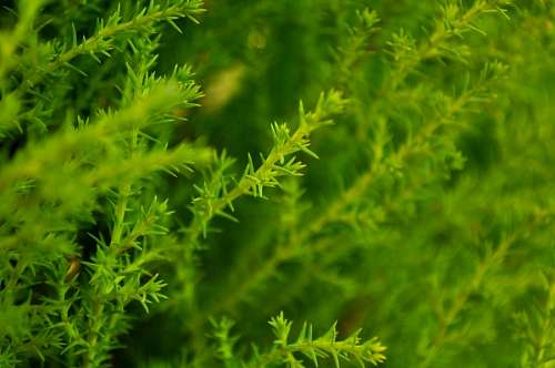 conifera Pinheiro